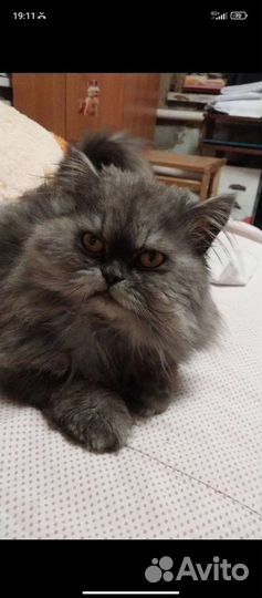 Персидские кошки