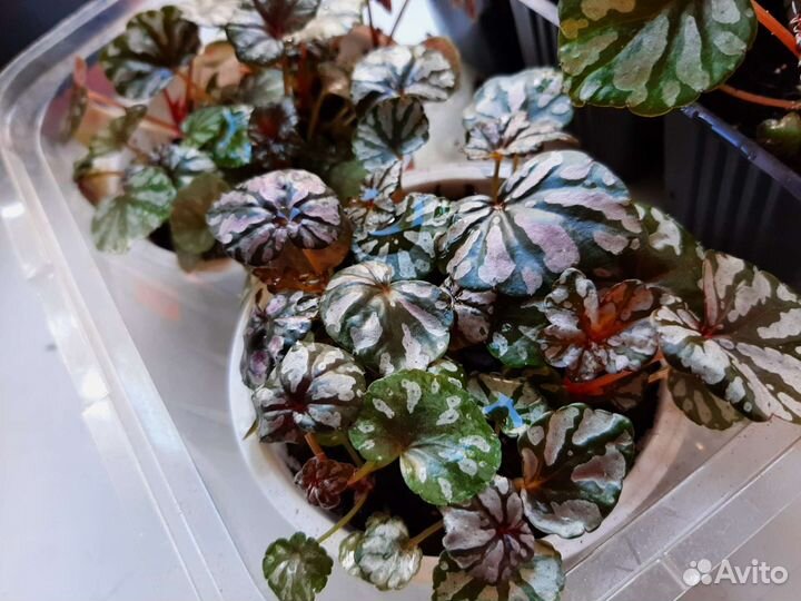 Бегония Дрега каудексная