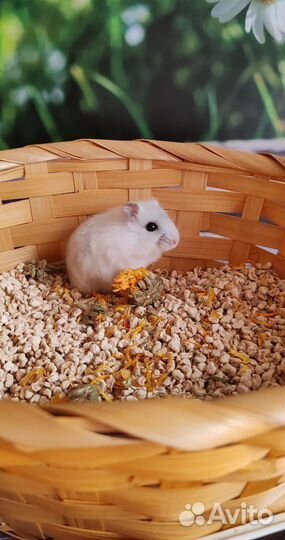 Джунгарский хомячок