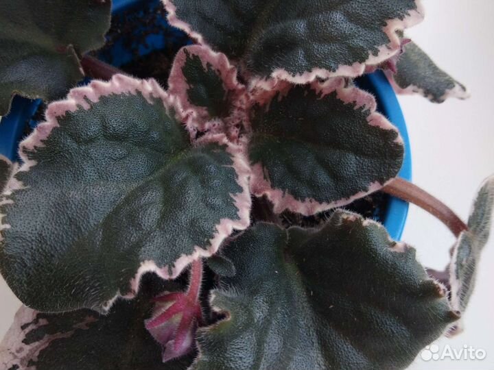 Фиалка ват Калейдоскоп