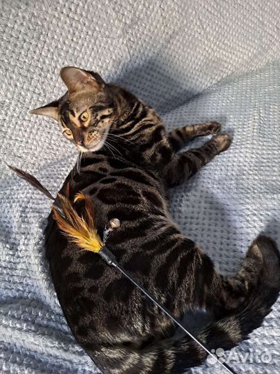 Бенгальский кот