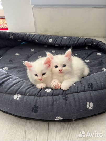 Котята мейкун