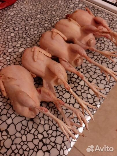 Перепела суточные