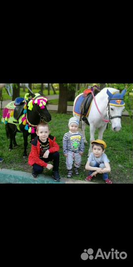 Пони на ваш праздник