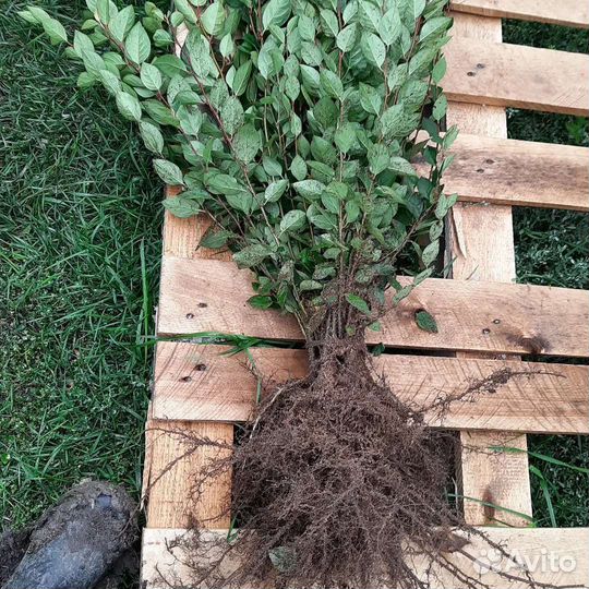 Кизильник блестящий