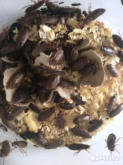 Кормовые насекомые