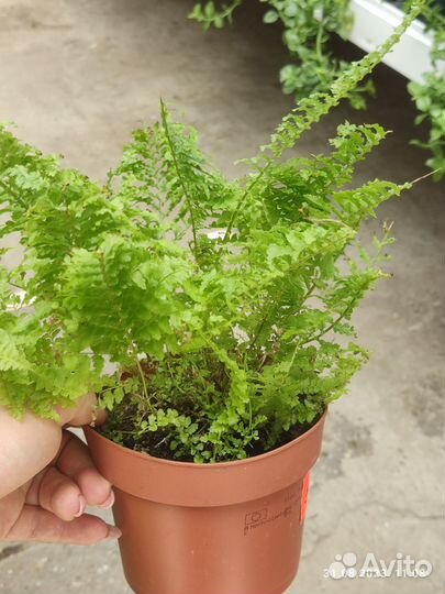 Папоротник комнатный