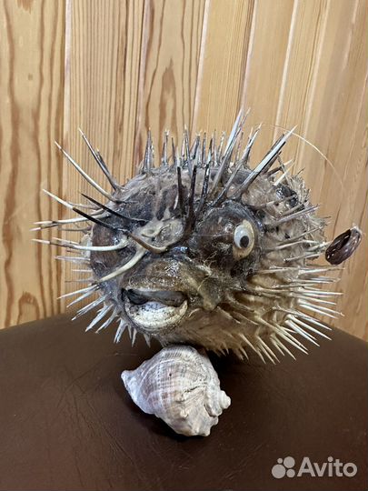 Ракушки морские