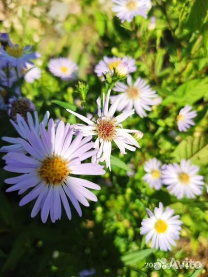 Многолетние цветы для сада, годжи, лекарств. травы