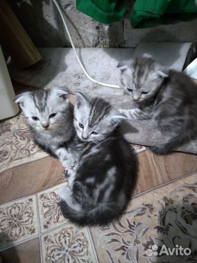 Продаются котята
