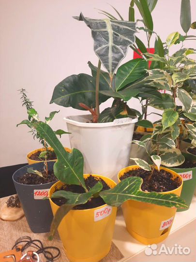 Комнатные цветы