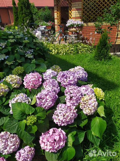 Гортензия крупнолистная