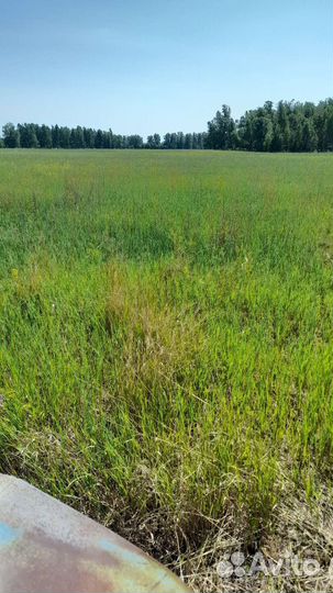 Сено в рулонах