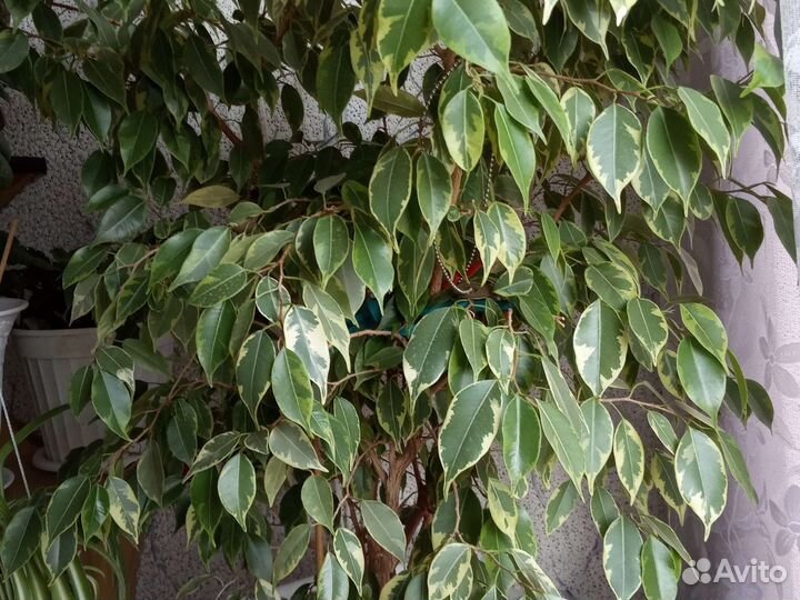 Фикус бенджамина