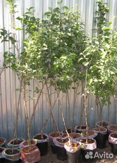 Яблоня Карликовая в ассортименте