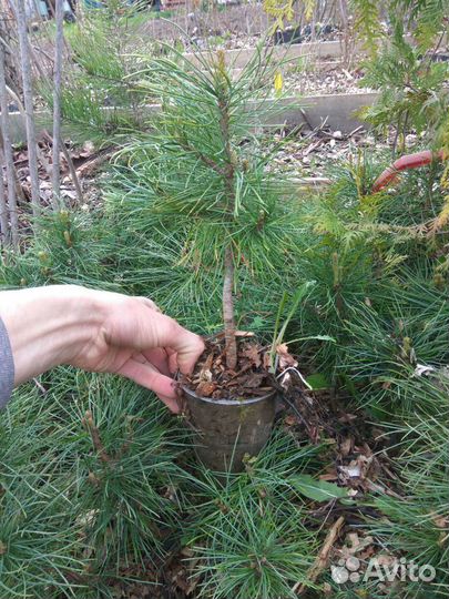 Кедр, туя, бархат, орех и др. Саженцы