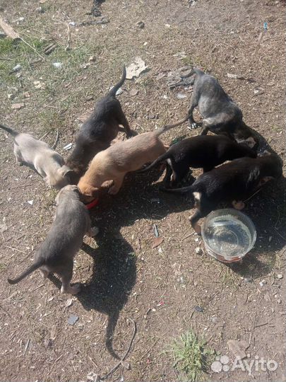 Щенки