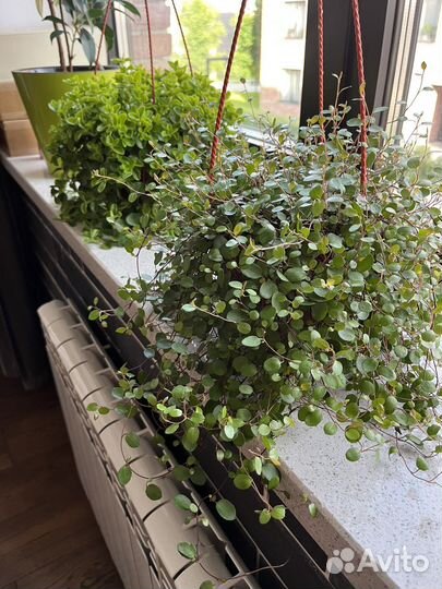 Мюленбекия в кашпо