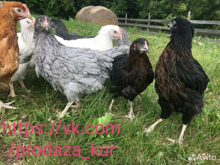 Куры несушки в Удомлю