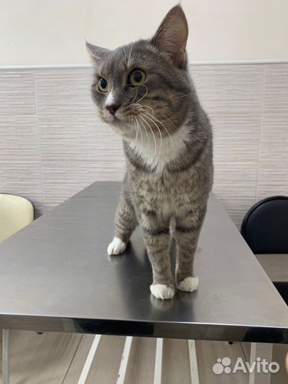 Котик в добрые руки