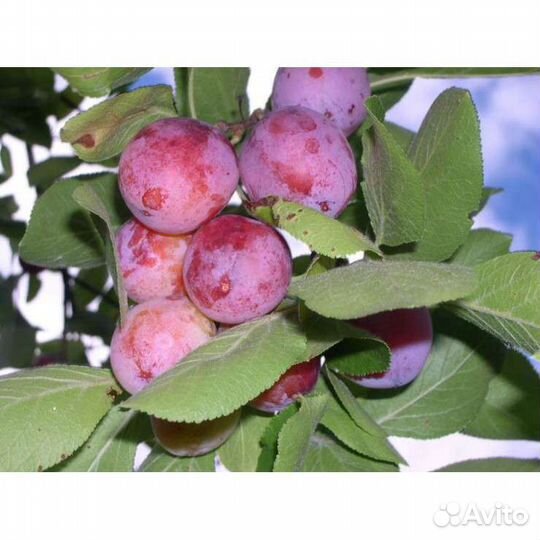 Слива, крыжовник