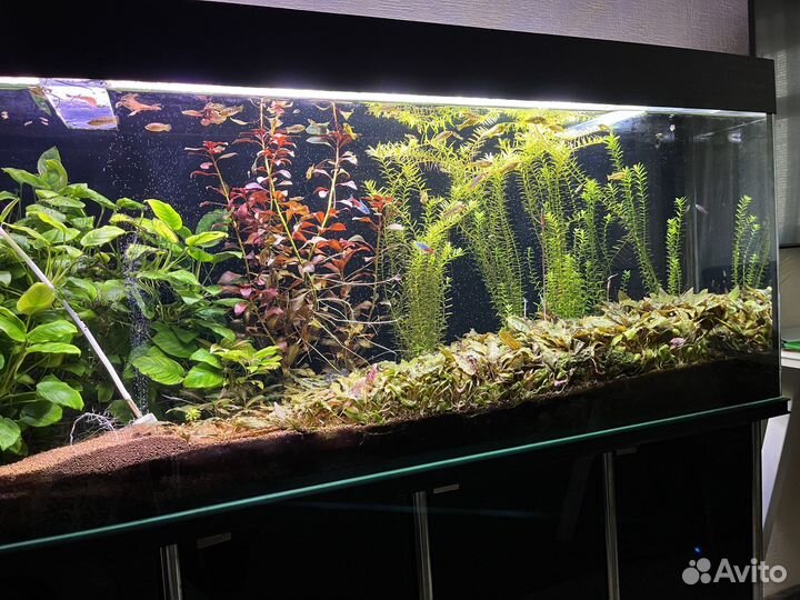 Аквариум