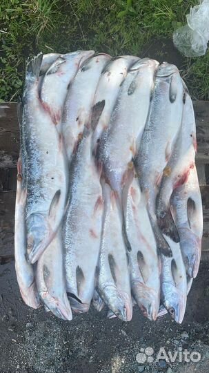 Горбуша Опт