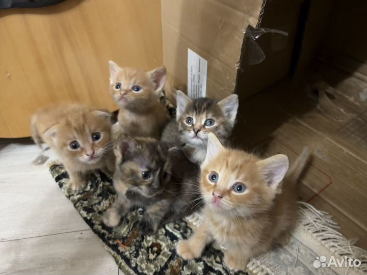 Домашние животные котята