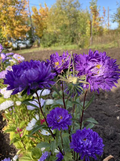 Дача 15 м² на участке 8 сот.