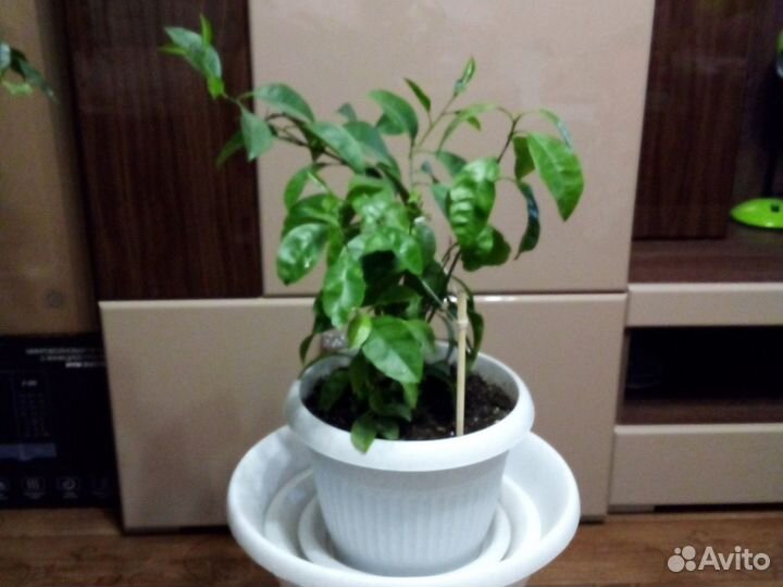 Лимонное дерево