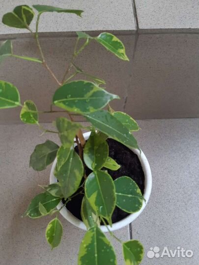 Фикус бенджамина