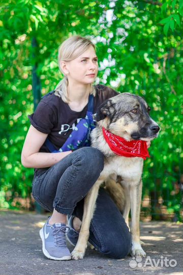 Собака.возьми Тессу из приюта