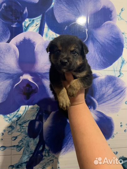 Щенки бесплатно