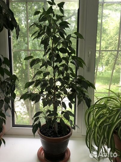 Комнатные цветы шефлера