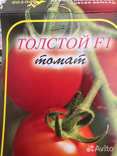 Рассада помидор