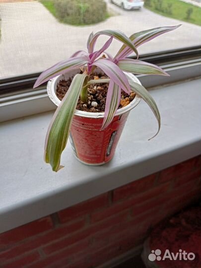 Традесканция рэо