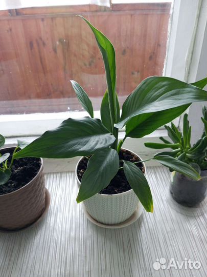 Спатифиллум