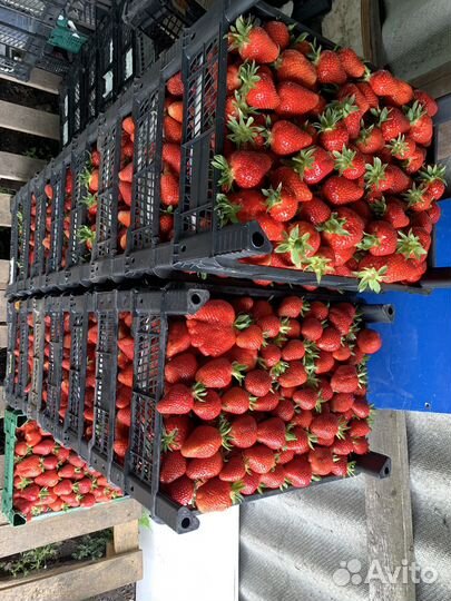 Рассада клубники клери