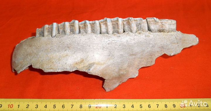 Бизон. Челюсть зубов с кариесом. Плейстоцен