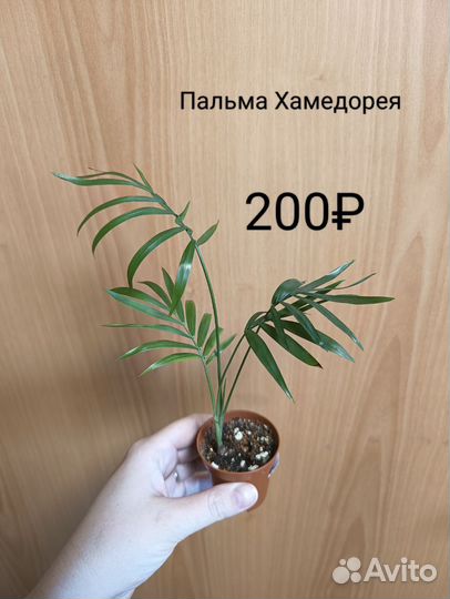 Пальма Хамедорея