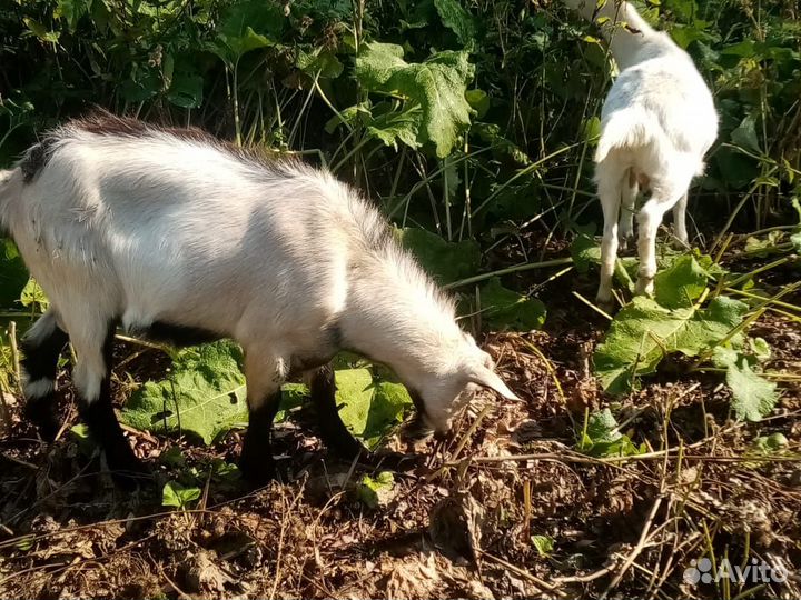 Козлик и козочка