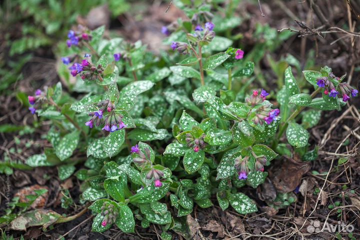 Медуница и традесканция садовая