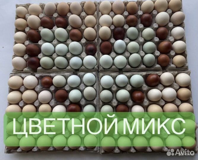 Инкубационное яйцо цветной микс