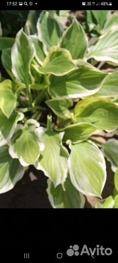 Многолетние цветы