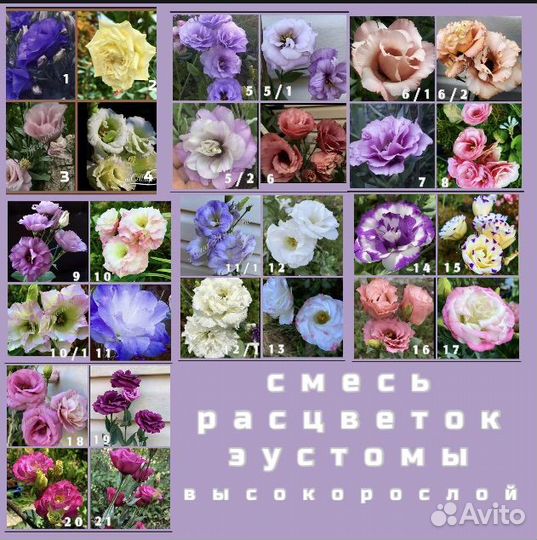 Семена эустомы