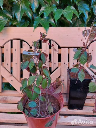 Дикий виноград