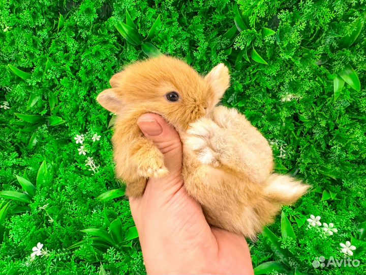 Мини карликовый кролик - нежное и доброе чудо