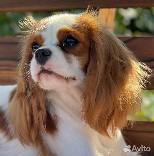 Кавалер кинг чарльз спаниель девочка