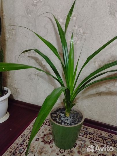 Сансевиерия