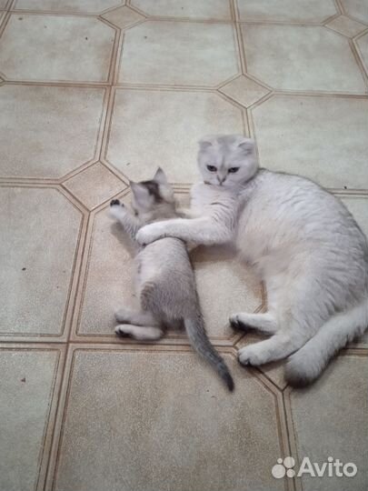 Шотландские котята